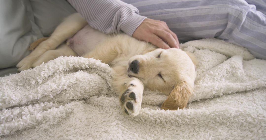 Cute Golden Retriever Puppy Snuggling with Owner at Home