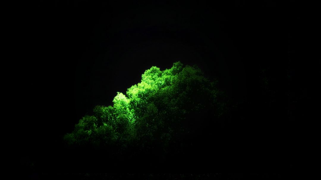 Brightly Lit Tree in Dark Night - Free Images, Stock Photos and Pictures on Pikwizard.com