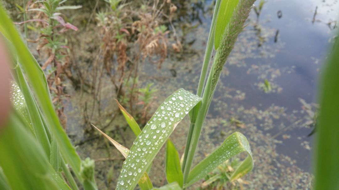 Close-up of dew on grass near serene wetland - Free Images, Stock Photos and Pictures on Pikwizard.com