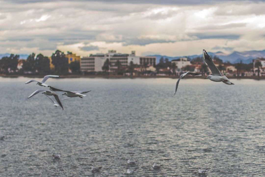 Seagulls Flying Over Calm Urban Lake at Dusk - Free Images, Stock Photos and Pictures on Pikwizard.com