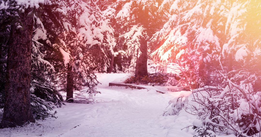 Enchanting Winter Forest Path with Snow and Warm Light