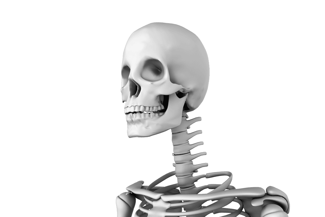 Transparent Human Skeleton Illustration on Clean Background