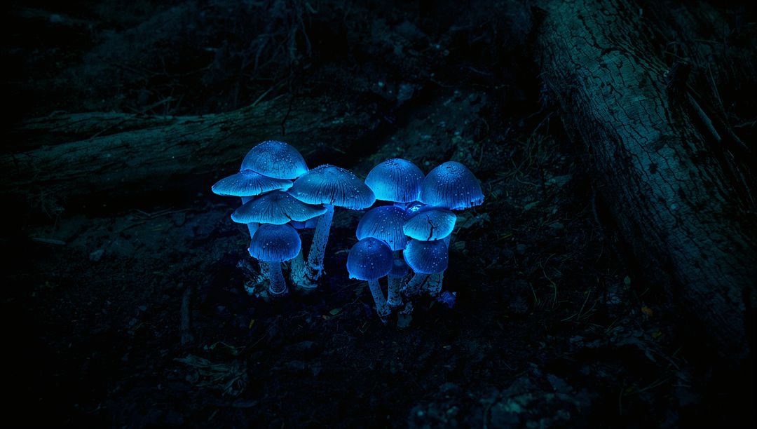 Glowing Mushrooms with Blue Bioluminescence on Forest Floor