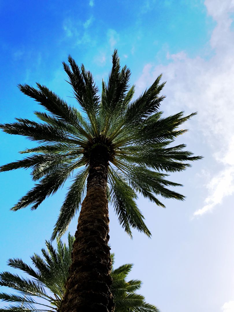 Tall palm tree reaching towards blue sky and white clouds - Free Images, Stock Photos and Pictures on Pikwizard.com