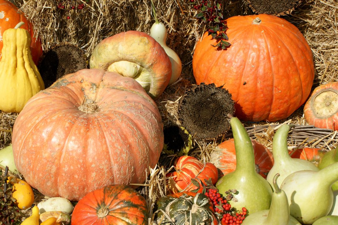 Assorted Pumpkins and Gourds on Straw Background with Autumn Harvest Display - Free Images, Stock Photos and Pictures on Pikwizard.com