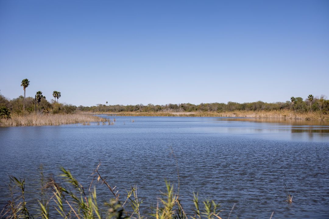 Scenic View of Tranquil Lake with Grassy Reeds and Blue Sky