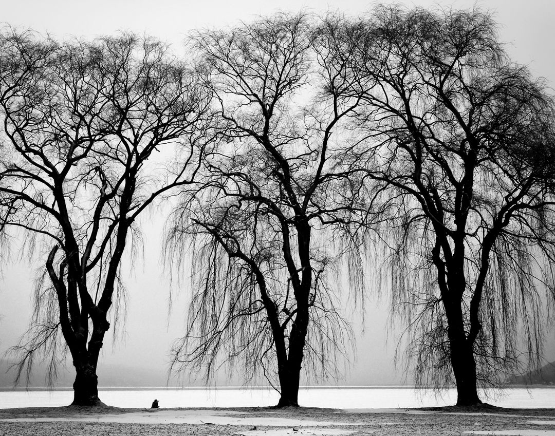 Barren Winter Trees by Frozen Lake - Free Images, Stock Photos and Pictures on Pikwizard.com