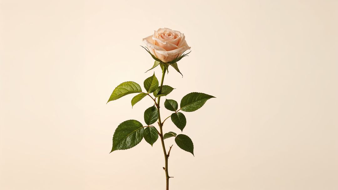 Delicate Peach Rose Against Soft Beige for Elegance and Simplicity
