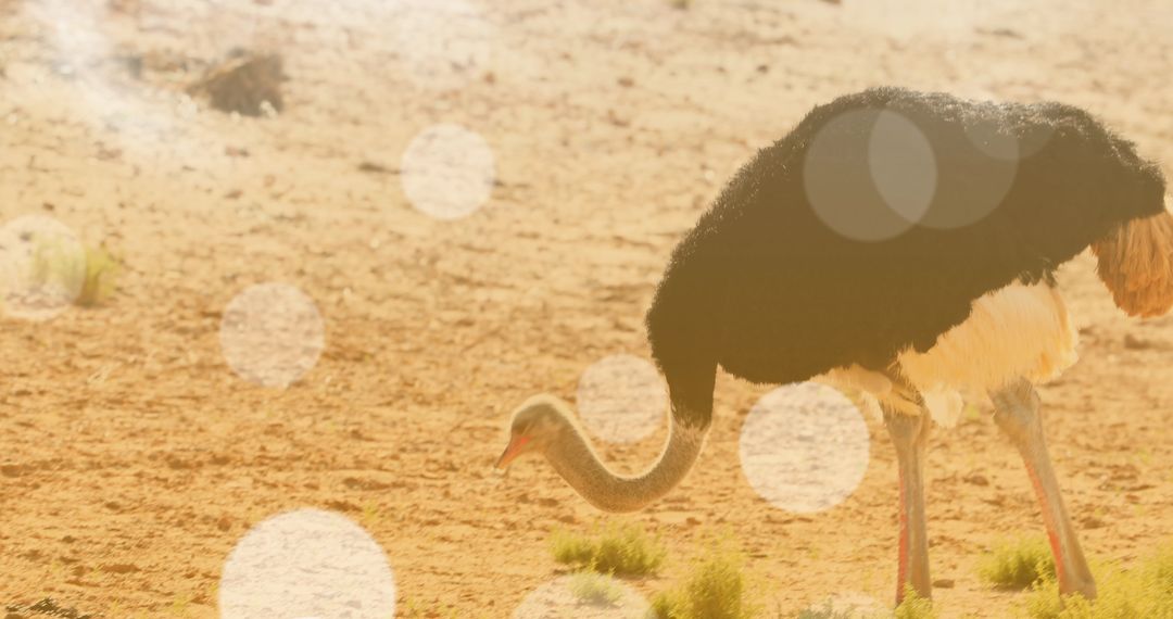 Ostrich Foraging in Sunlit Desert Environment