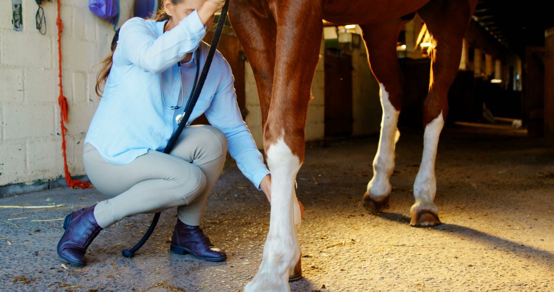 A veterinarian, middle-aged, is examining a horse's leg in a stable, with copy space - Free Images, Stock Photos and Pictures on Pikwizard.com