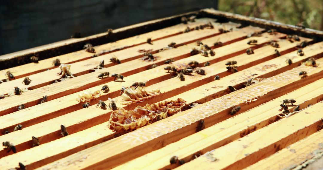 Close-Up View of Honeybees on Honeycomb in Beehive - Free Images, Stock Photos and Pictures on Pikwizard.com