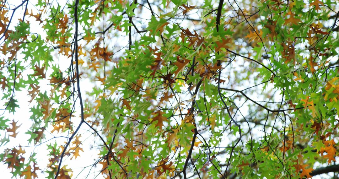 Vibrant Autumn Leaves Creating a Dappled Sunlit Canopy