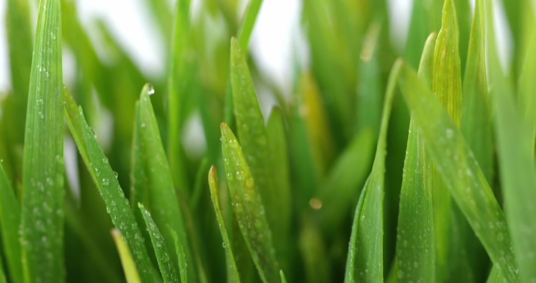 Fresh Dew-covered Blades of Green Grass Close-up - Free Images, Stock Photos and Pictures on Pikwizard.com