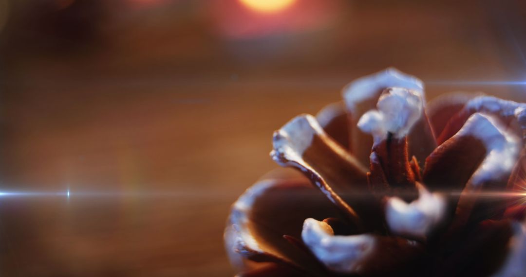 Close-up of Pine Cone with Snow Accents Against Warm Lights