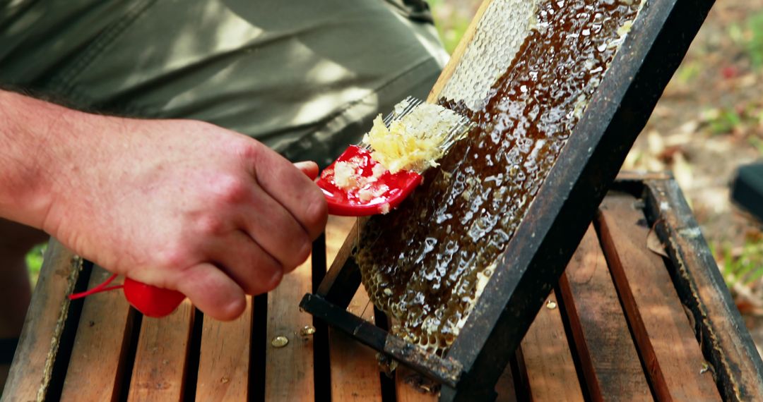 Beekeeper Harvesting Honey from Honeycomb Frame - Free Images, Stock Photos and Pictures on Pikwizard.com