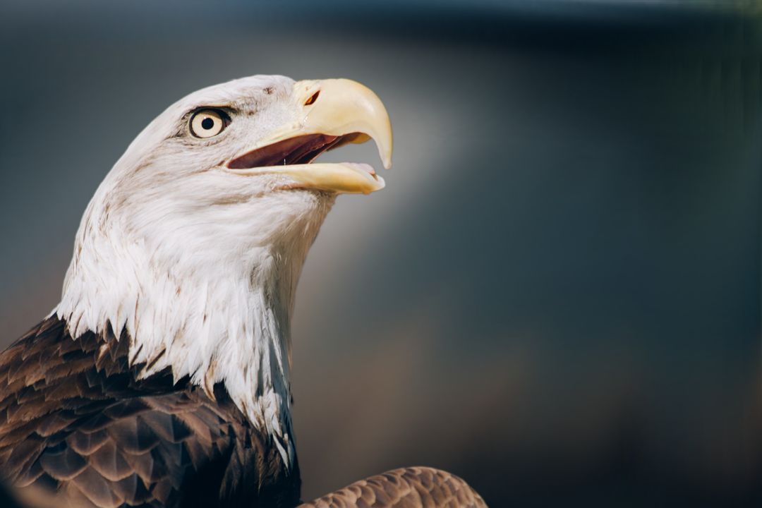 Majestic Bald Eagle with Intense Gaze - Free Images, Stock Photos and Pictures on Pikwizard.com