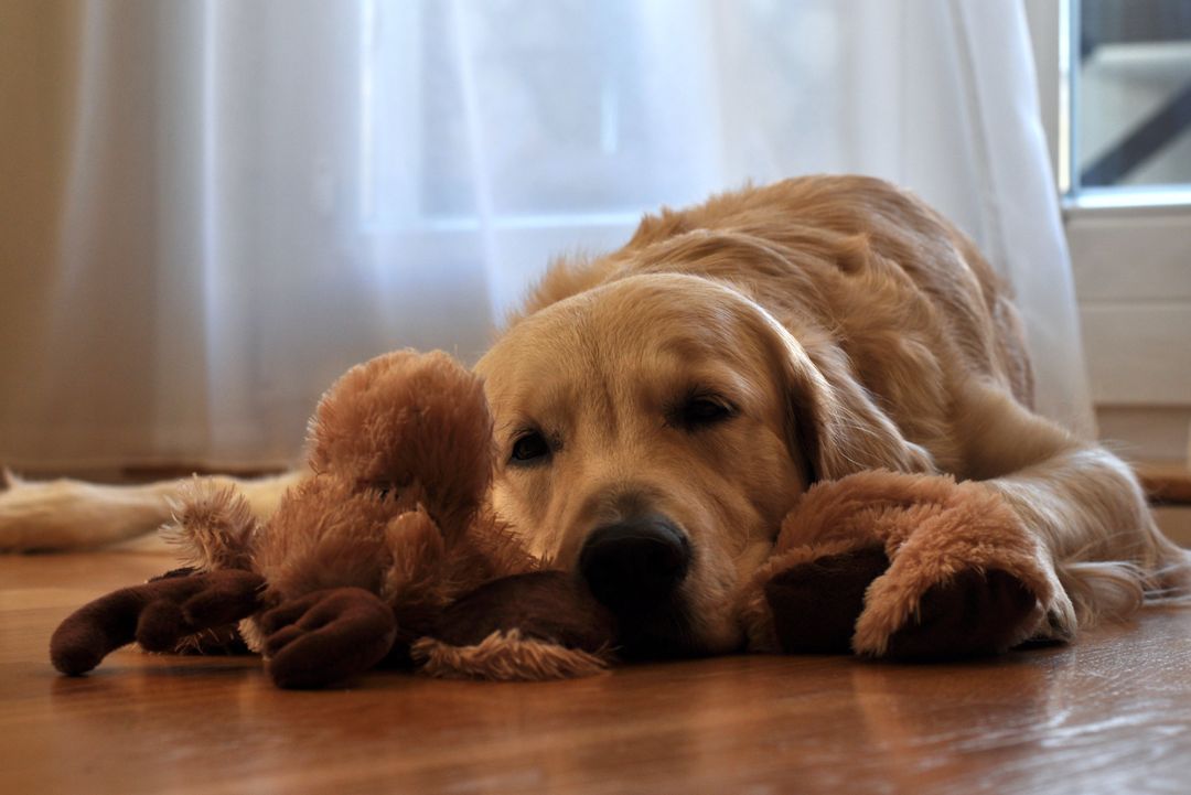 Golden Retriever Resting with Plush Toy on Wooden Floor - Free Images, Stock Photos and Pictures on Pikwizard.com