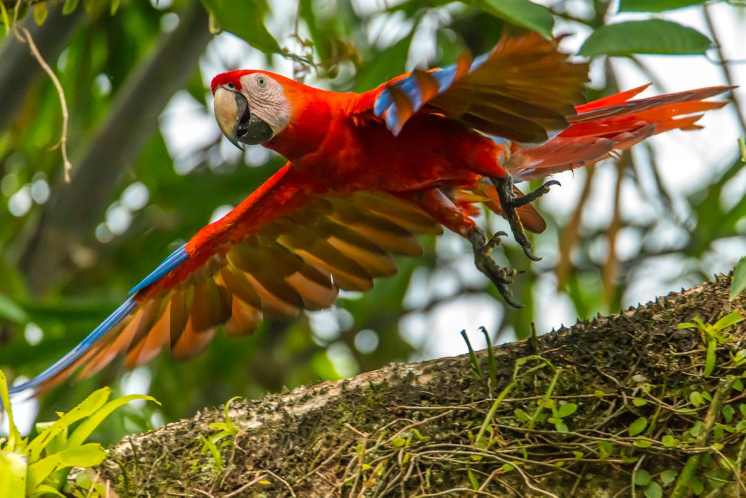 Scarlet Macaw Flying Among Trees in Rainforest - Free Images, Stock Photos and Pictures on Pikwizard.com