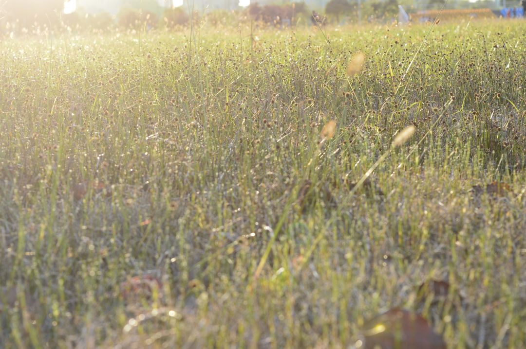 Close-Up of Morning Dew on Field of Grass - Free Images, Stock Photos and Pictures on Pikwizard.com