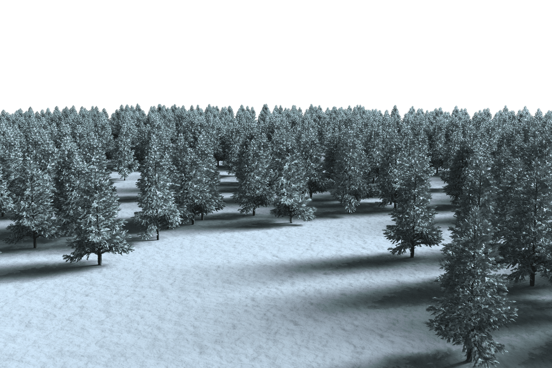 Isolated Winter Fir Trees on Transparent Background