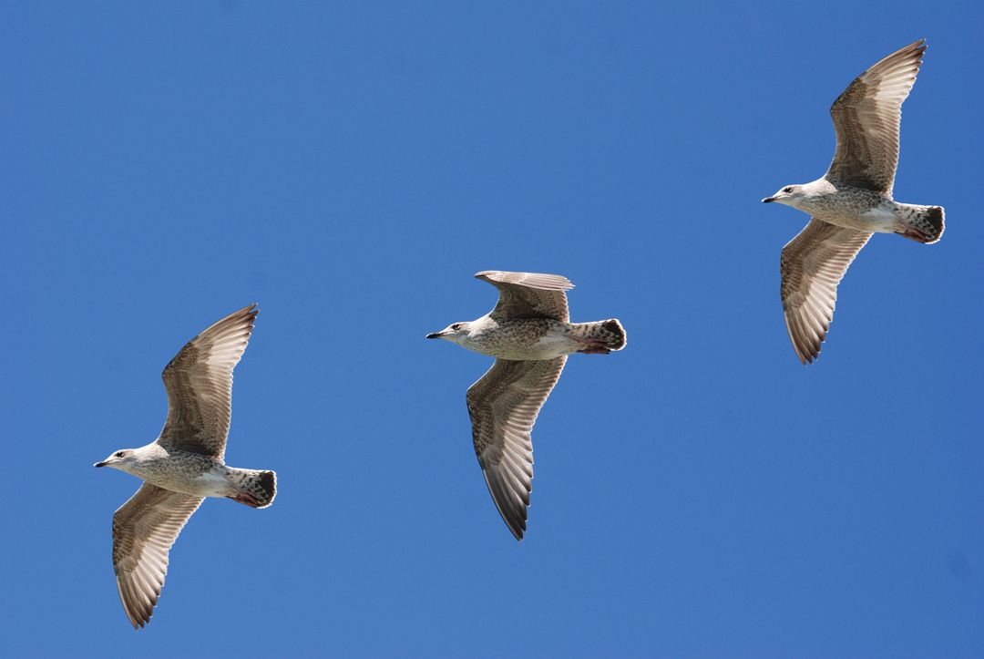 3 White Birds Flying Under Blue Sky - Free Images, Stock Photos and Pictures on Pikwizard.com