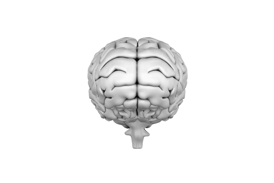Transparent Background 3D Brain Model PNG Illustration