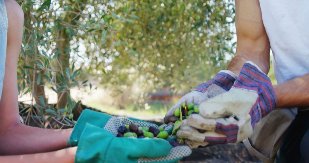 Close-up of Farmers Harvesting Olives in Orchard - Free Images, Stock Photos and Pictures on Pikwizard.com