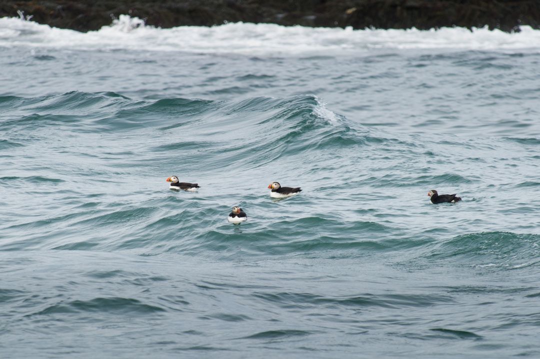 Puffins Floating in Rough Ocean Waters Near Rocky Coastline - Free Images, Stock Photos and Pictures on Pikwizard.com