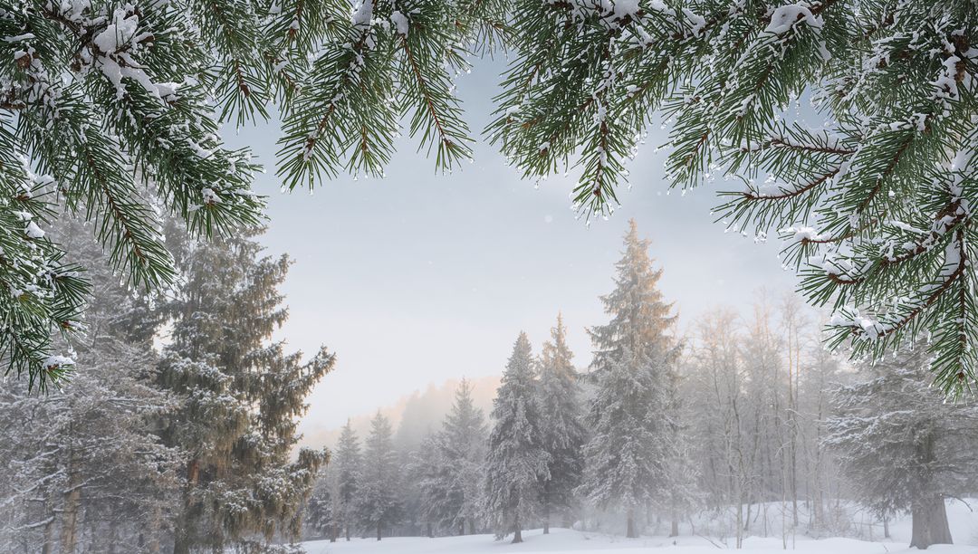 Snow-laden Pine Branches Framing Misty Winter Forest Clearing with Frosty Evergreen Border