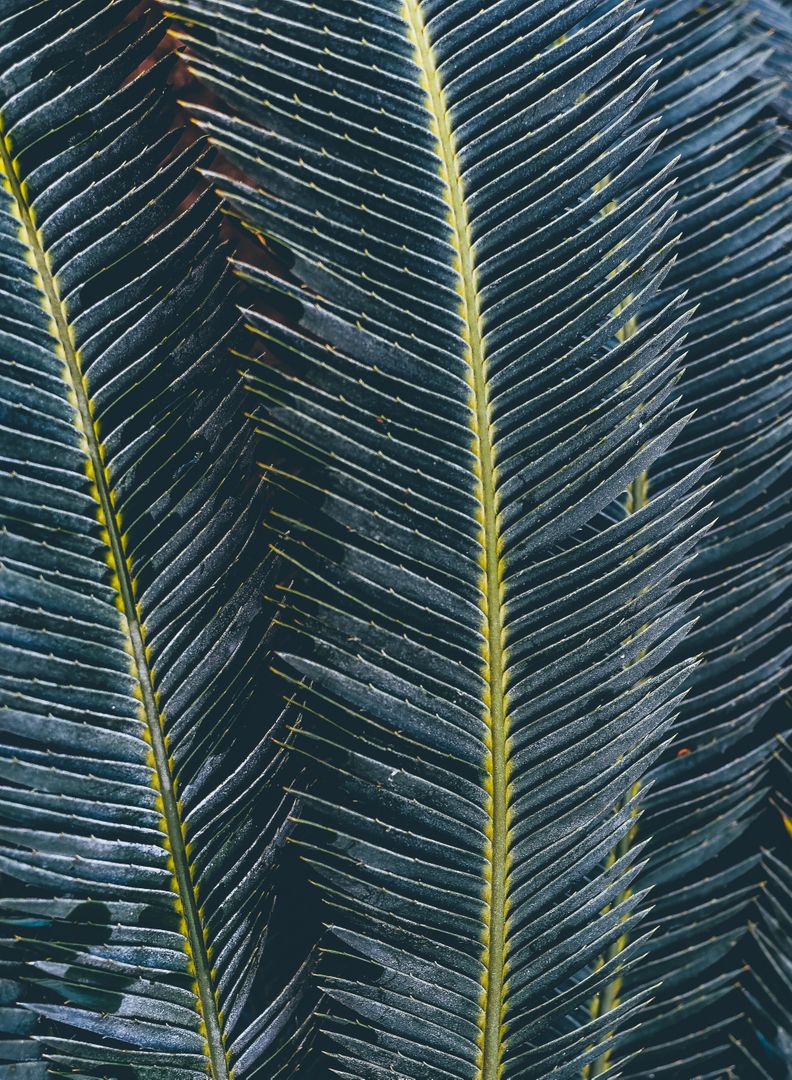 Close-Up of Patterned Palm Leaf Fronds - Free Images, Stock Photos and Pictures on Pikwizard.com