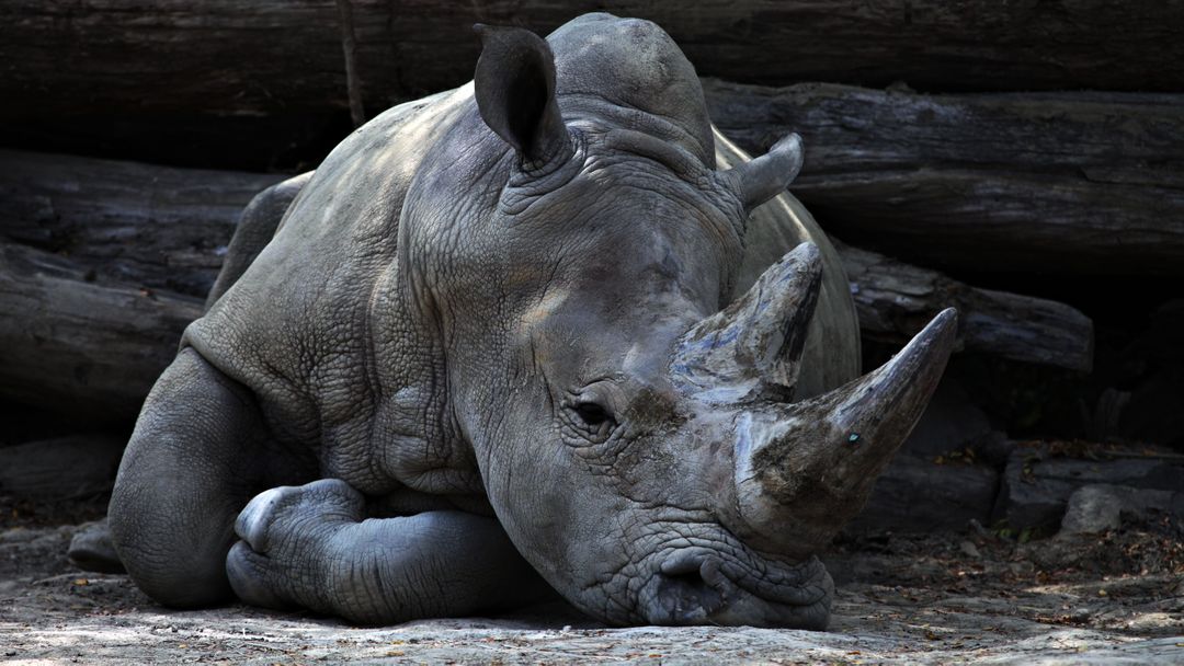 Close-up of a Resting Rhinoceros in Shade - Free Images, Stock Photos and Pictures on Pikwizard.com