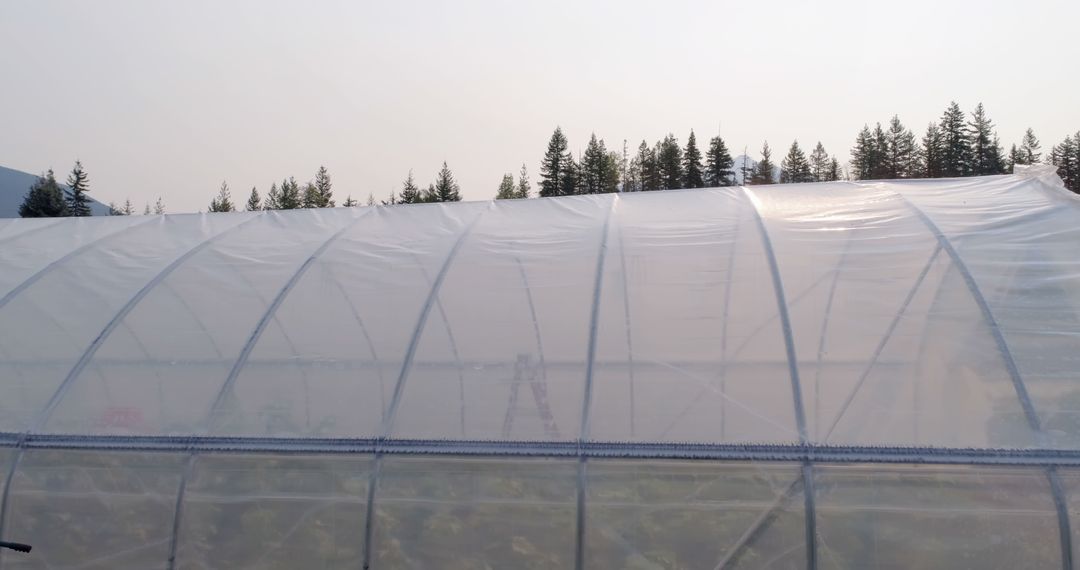 Large Greenhouse Surrounded by Pine Trees - Free Images, Stock Photos and Pictures on Pikwizard.com