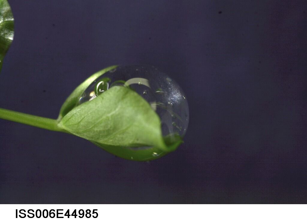 Close Up of Water Droplet on Leaf at ISS Plant Experiment - Free Images, Stock Photos and Pictures on Pikwizard.com