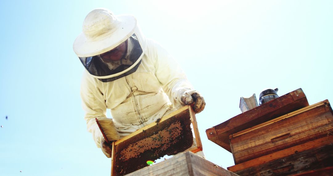 Beekeeper Inspecting Honeycomb Frame on Bright Sunny Day - Free Images, Stock Photos and Pictures on Pikwizard.com