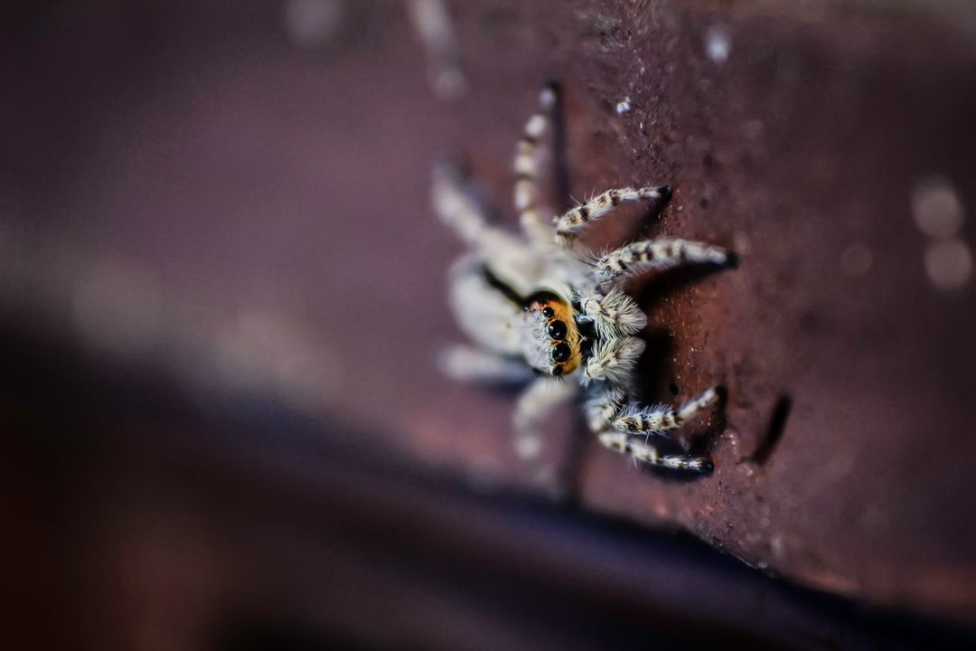 Macro jumping spider with bright forward-facing eyes crawling on rusty metal, shallow focus