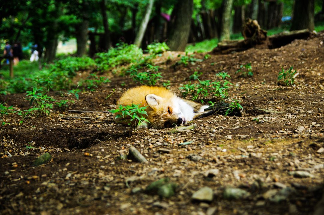 Adorable Fox Cub Sleeping Peacefully in Forest Habitat - Free Images, Stock Photos and Pictures on Pikwizard.com