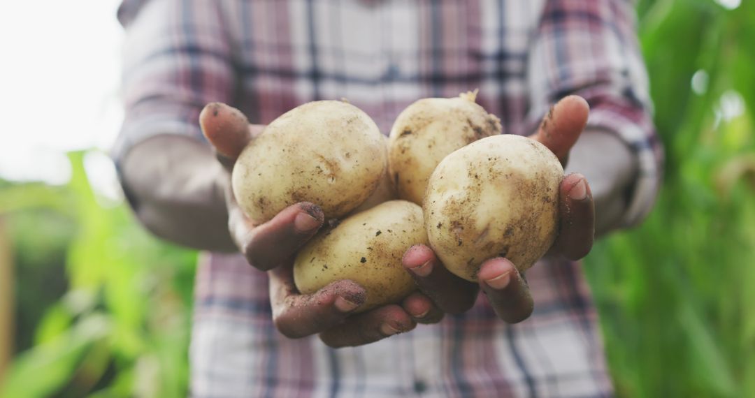 Midsection of african american man holding fresh potatoes in garden - Free Images, Stock Photos and Pictures on Pikwizard.com