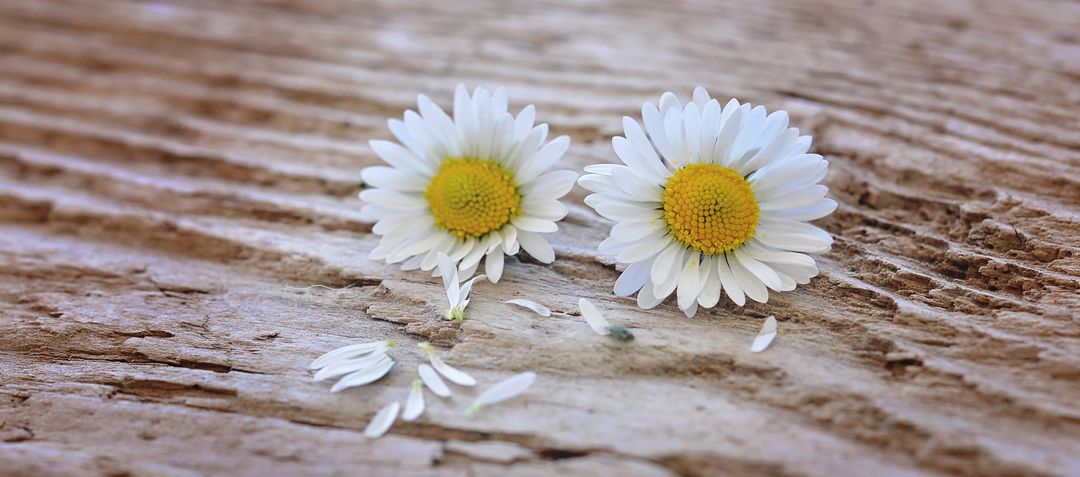 Two Daisies on Wooden Surface with Falling Petals - Free Images, Stock Photos and Pictures on Pikwizard.com