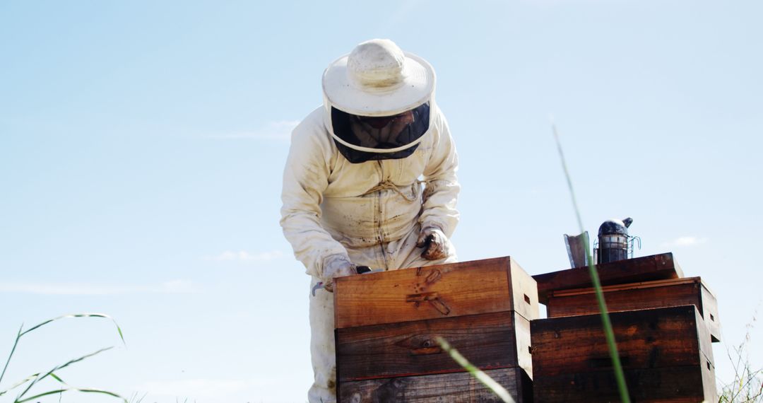 Beekeeper Inspecting Hives on Sunny Day - Free Images, Stock Photos and Pictures on Pikwizard.com