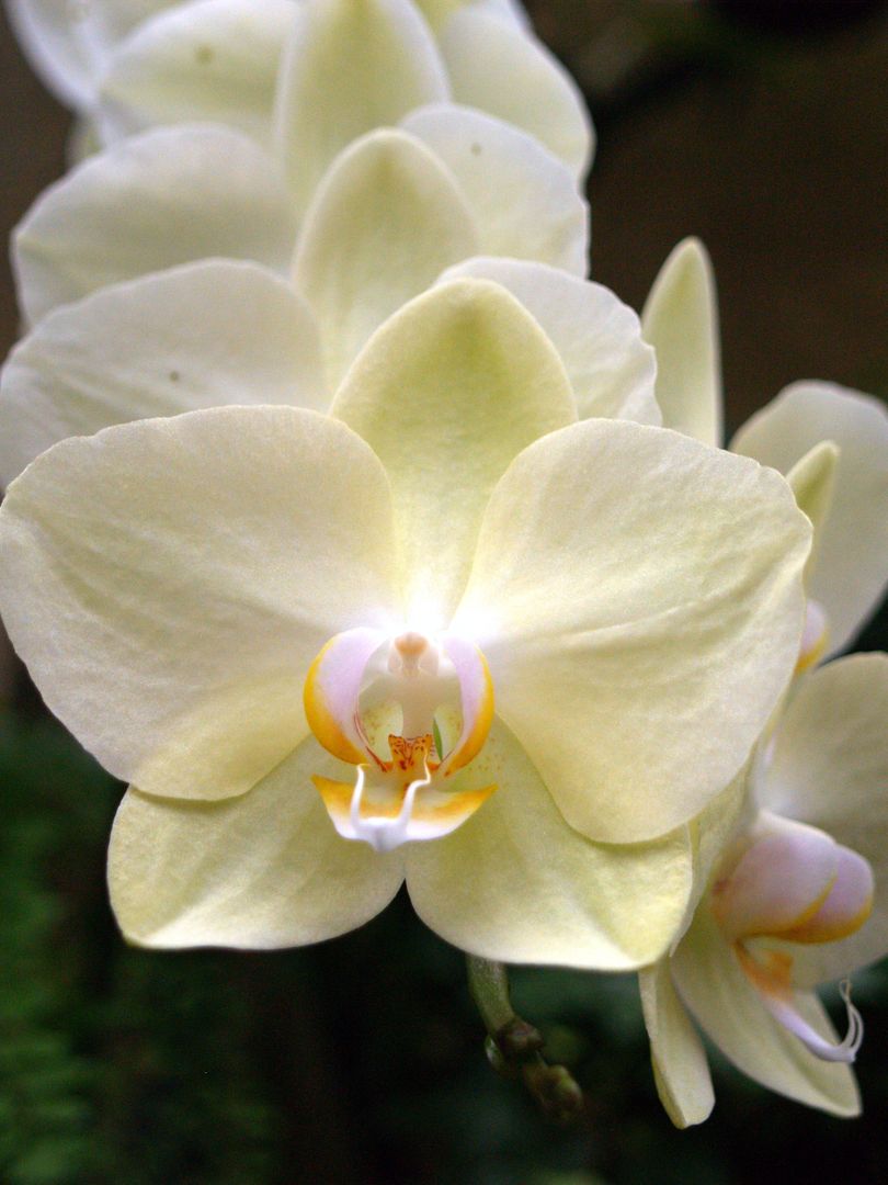 Close-Up of Beautiful Yellow Orchid Blossom in Bloom - Free Images, Stock Photos and Pictures on Pikwizard.com