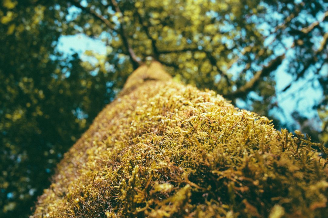 Moss-covered tree trunk reaching towards sky with sunlight filtering through leaves - Free Images, Stock Photos and Pictures on Pikwizard.com