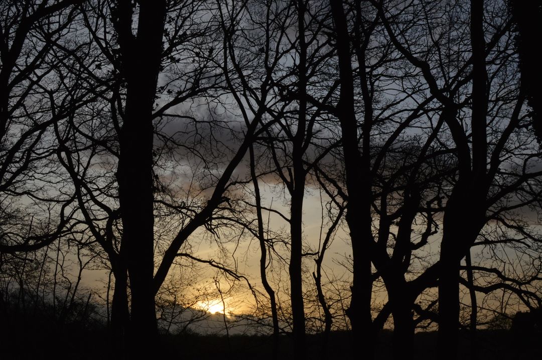 Bare Winter Trees Silhouetted Against Colorful Sunset - Free Images, Stock Photos and Pictures on Pikwizard.com