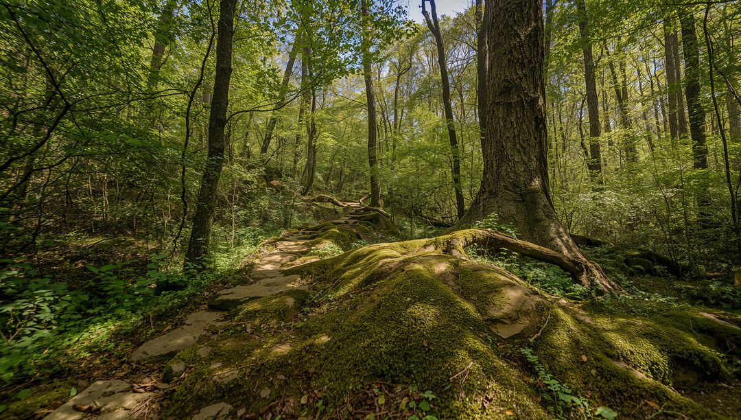 Moss-covered root mound basking under sunlit forest canopy along winding flagstone trail