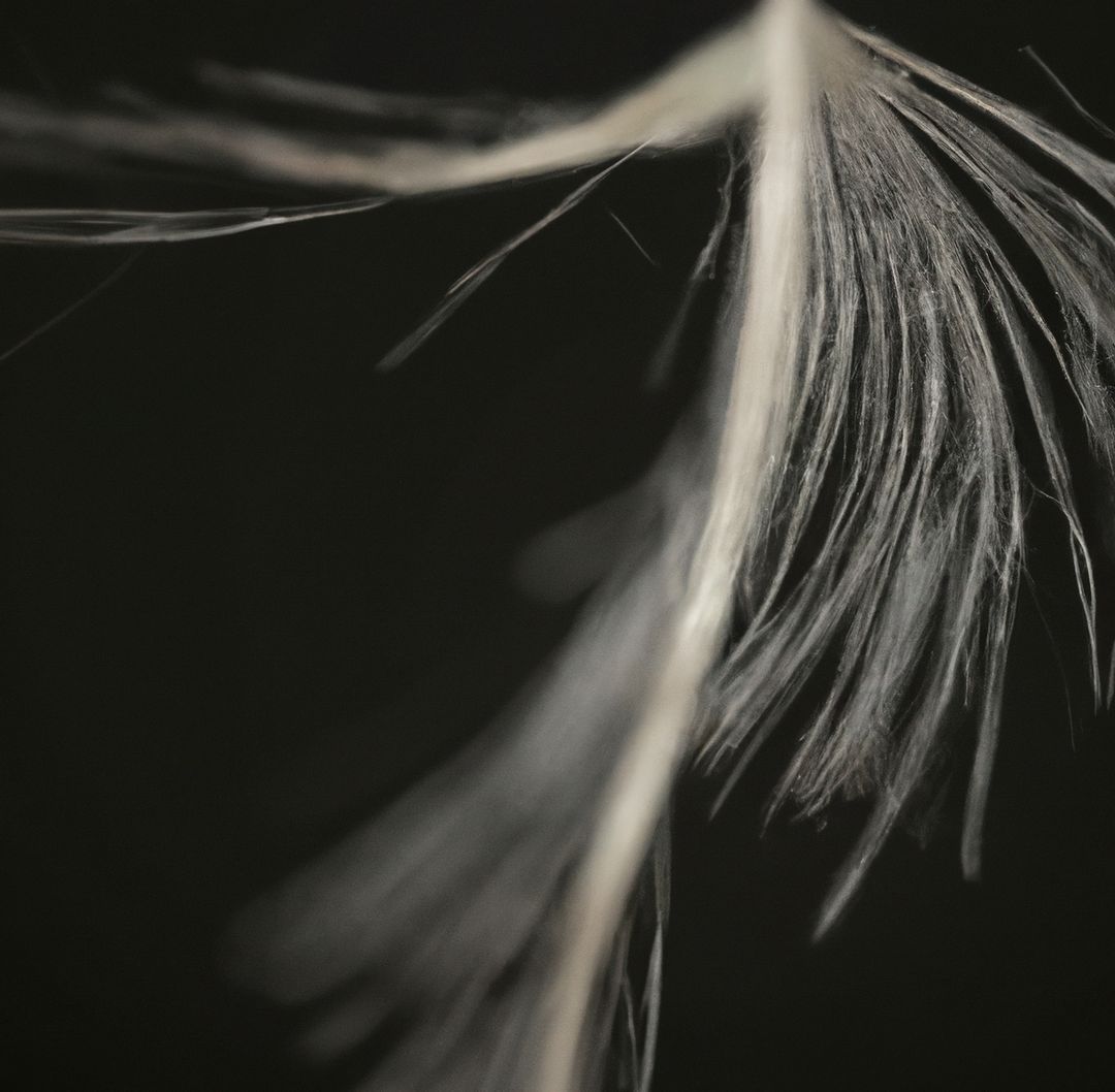 Image of close up of white wisp on black background - Free Images, Stock Photos and Pictures on Pikwizard.com