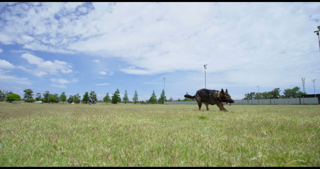 German Shepherd Dog Running in Open Field under Clear Sky - Free Images, Stock Photos and Pictures on Pikwizard.com