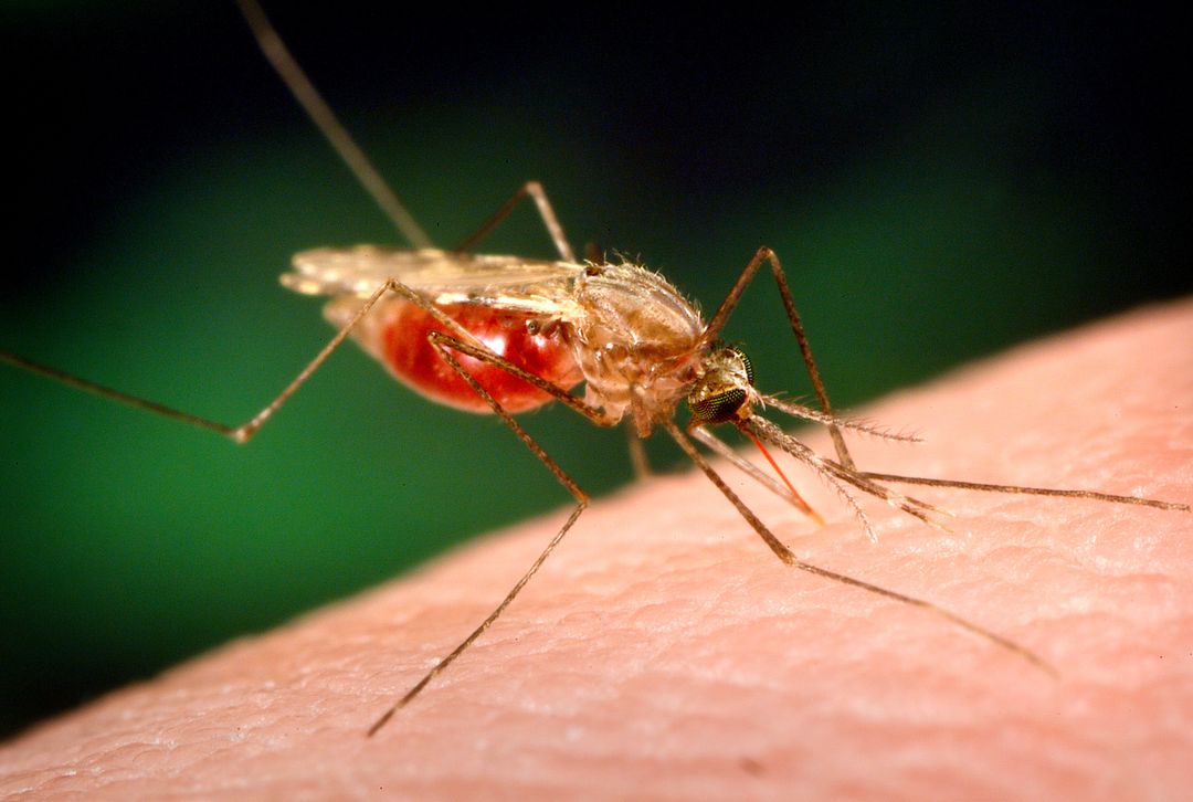 Close-Up of Mosquito on Human Skin with Blood