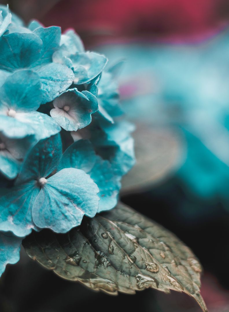 Close-Up of Dewy Blue Hydrangeas in Garden