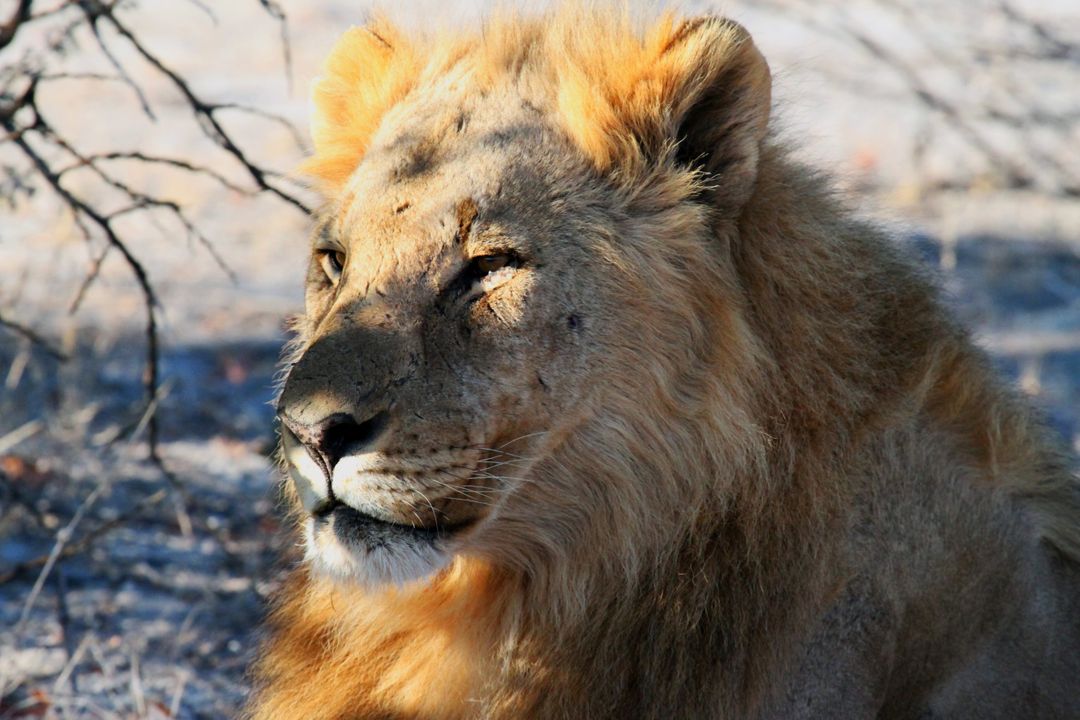 Close-up of Majestic Lion Resting in Natural Habitat - Free Images, Stock Photos and Pictures on Pikwizard.com