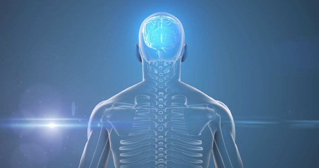 Visualizing Connections: Human Body and Networked Brain