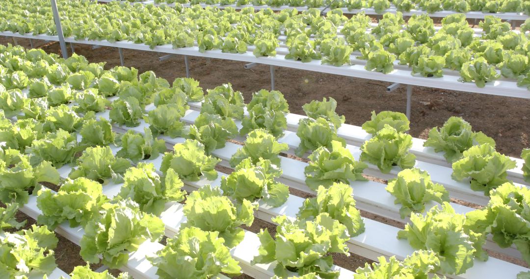 Hydroponic Lettuce Cultivation in Modern Greenhouse